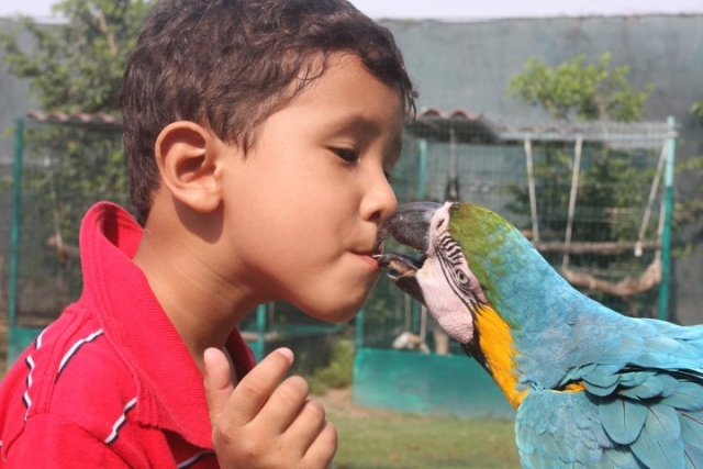  Oiseaux exotiques 